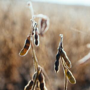 soybean plant