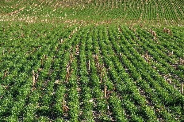 cover crops in field